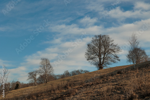 dettagli di un ambiente collinare con alberi spogli, sotto un cielo sereno, coperto da qualche nuvola, in Slovenia, di pomeriggio, in inverno