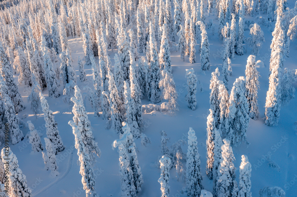 winter landscape