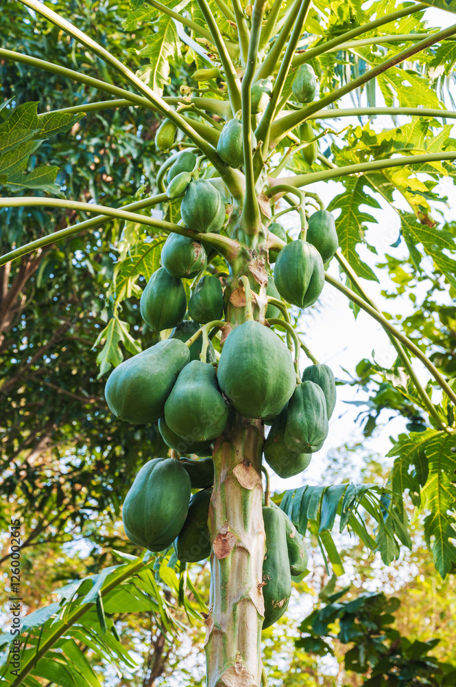 fresh papaya tree with bunch of fruits. fresh papaya tree with bunch of fruits.