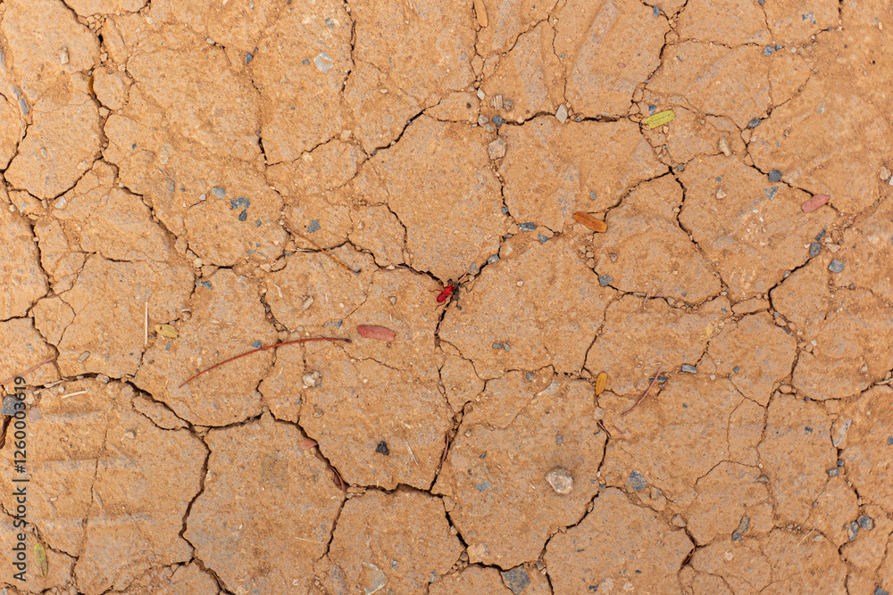 Fototapeta premium dry cracked earth