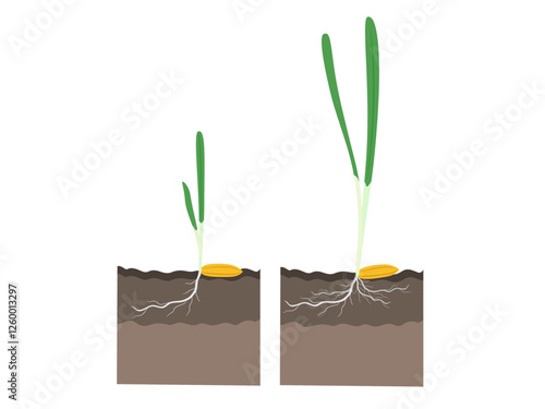 Hordeum vulgare on a white background.