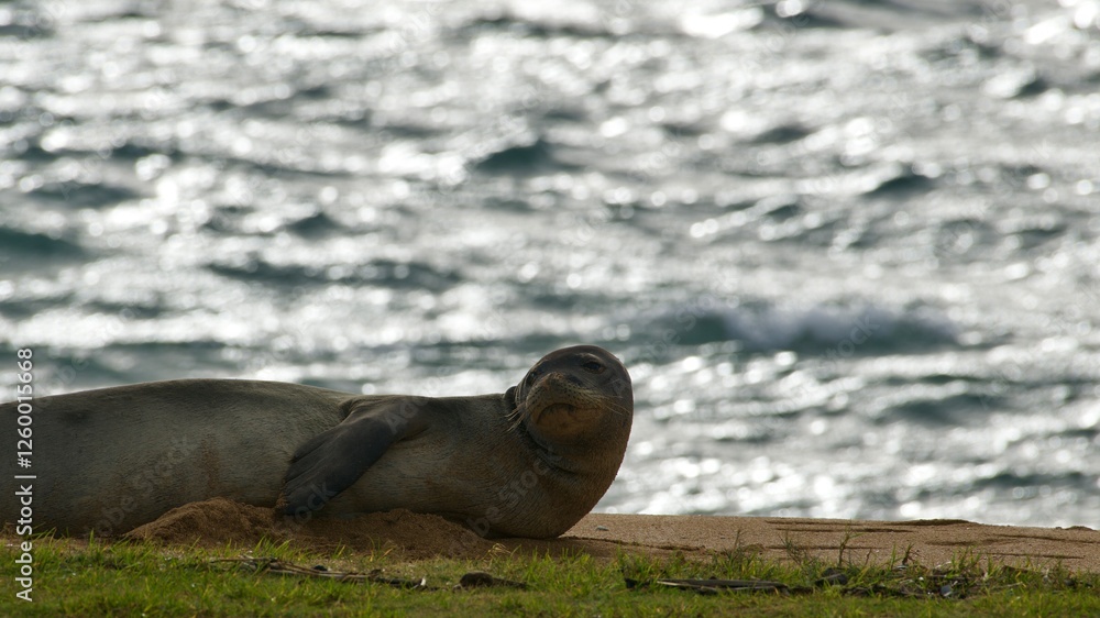 Fototapeta premium Hawaiian Monk seal on beach 