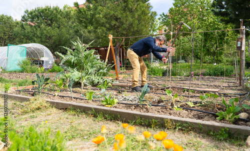 Gardener installing support for climbing plants in community garden photo