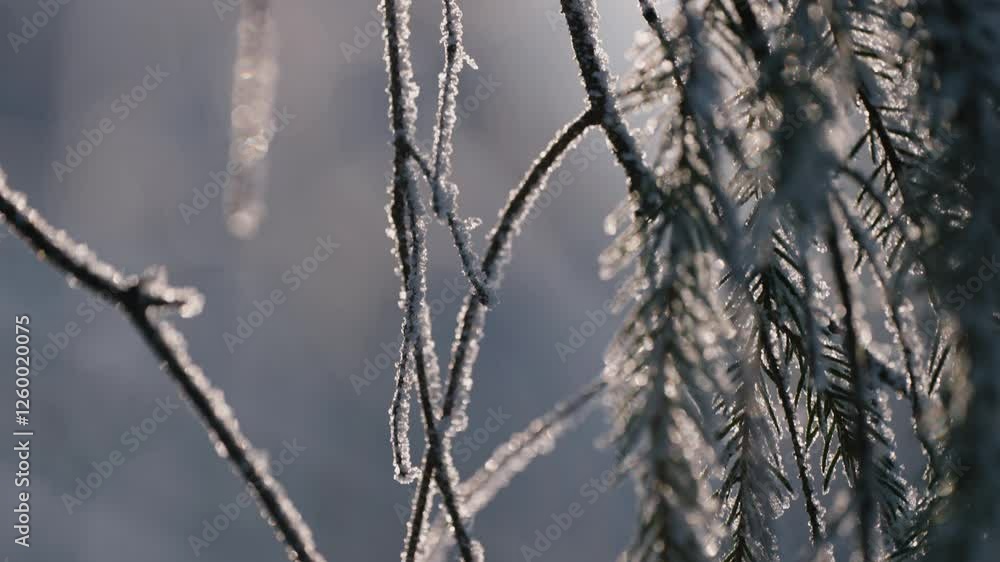 Bright winter sunlight gently illuminating delicate ice crystals coating pine branches, transforming forest landscape into shimmering, serene winter wonderland