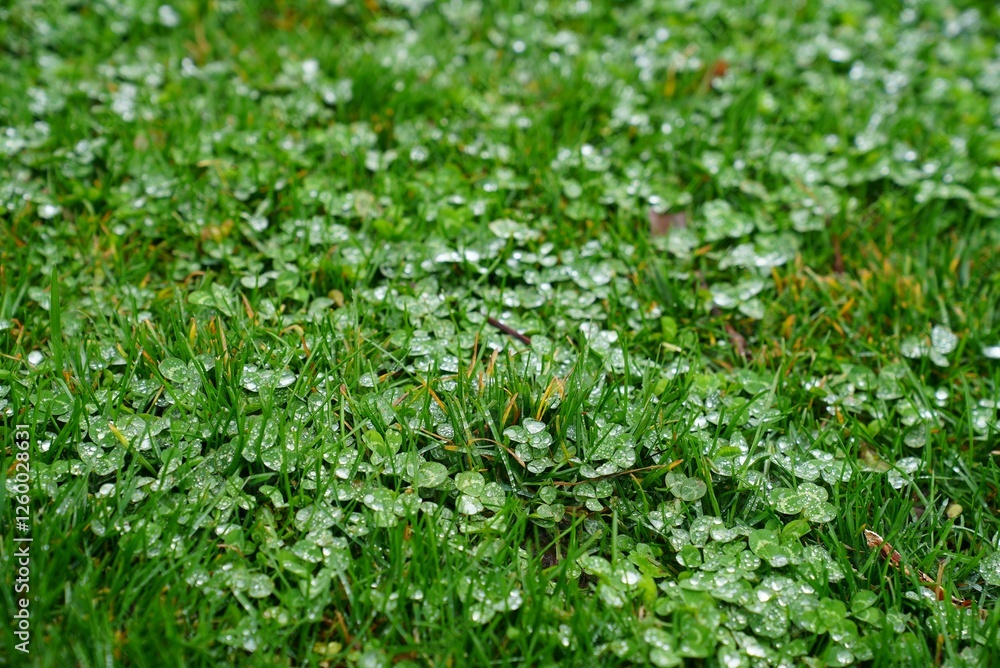 green grass texture green grass texture
