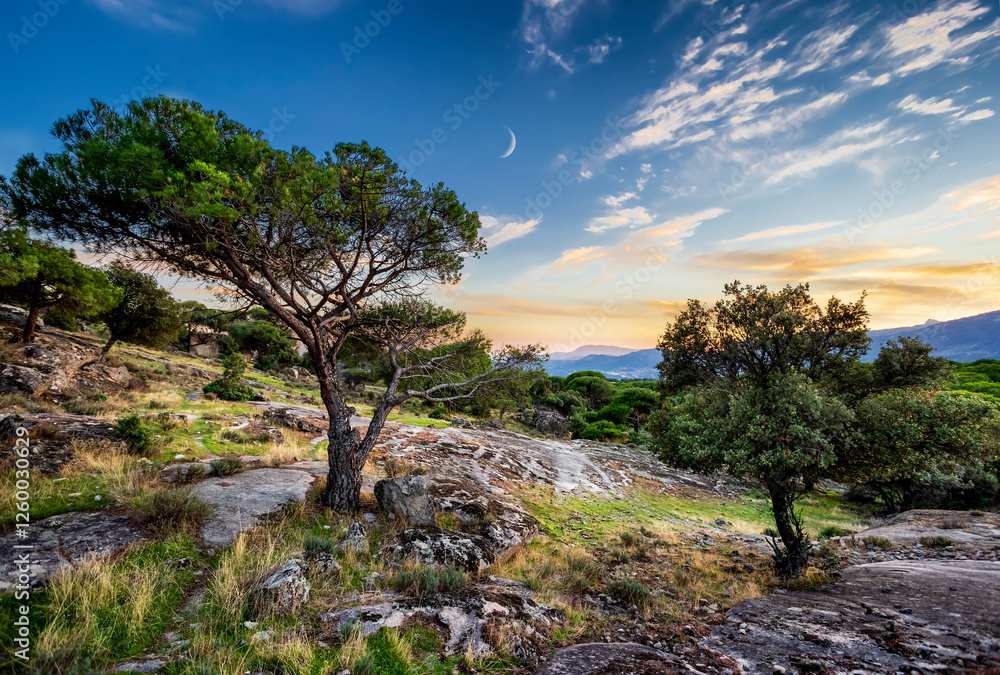 Sunset, pines. granite rocks, lichens, grass Sunset, pines. granite rocks, lichens, grass