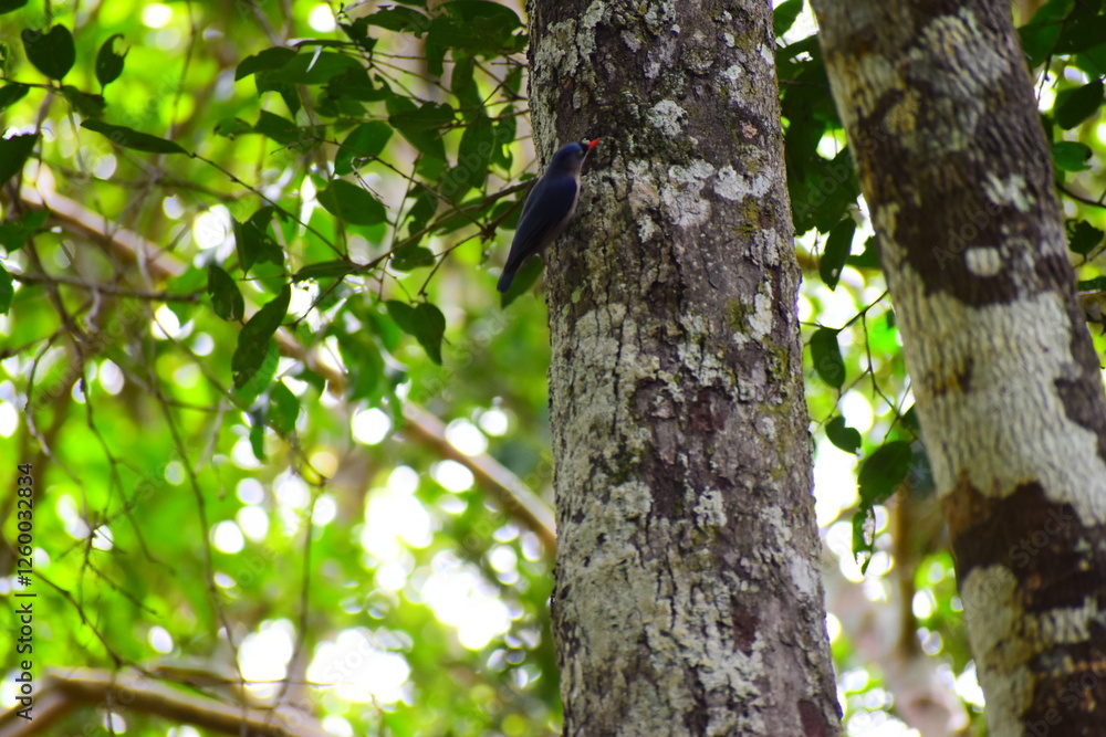 Amazing Wild Life of Sri Lanka Amazing Wild Life of Sri Lanka