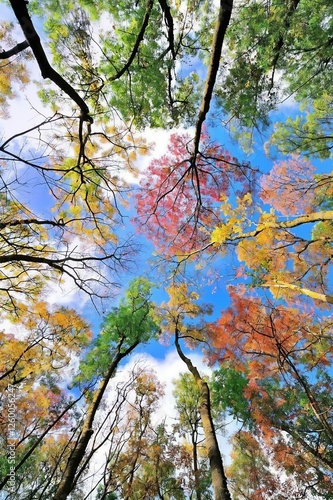 autumn trees in the forest