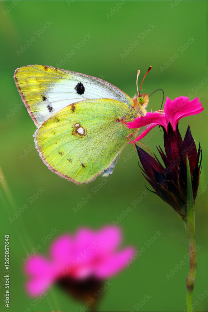 Gemeiner Heufalter (Colias hyale) auch Goldene Acht, Posthörnchen auf Blüte Gemeiner Heufalter (Colias hyale) auch Goldene Acht, Posthörnchen auf Blüte