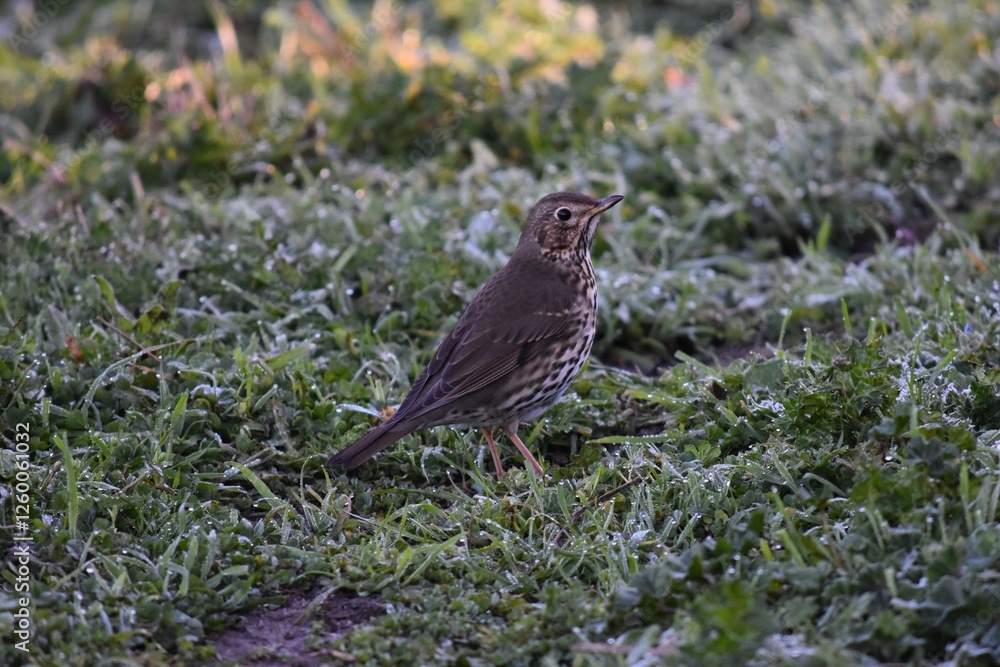Song thrush
Zorzal común
Turdus philomelos Song thrush
Zorzal común
Turdus philomelos