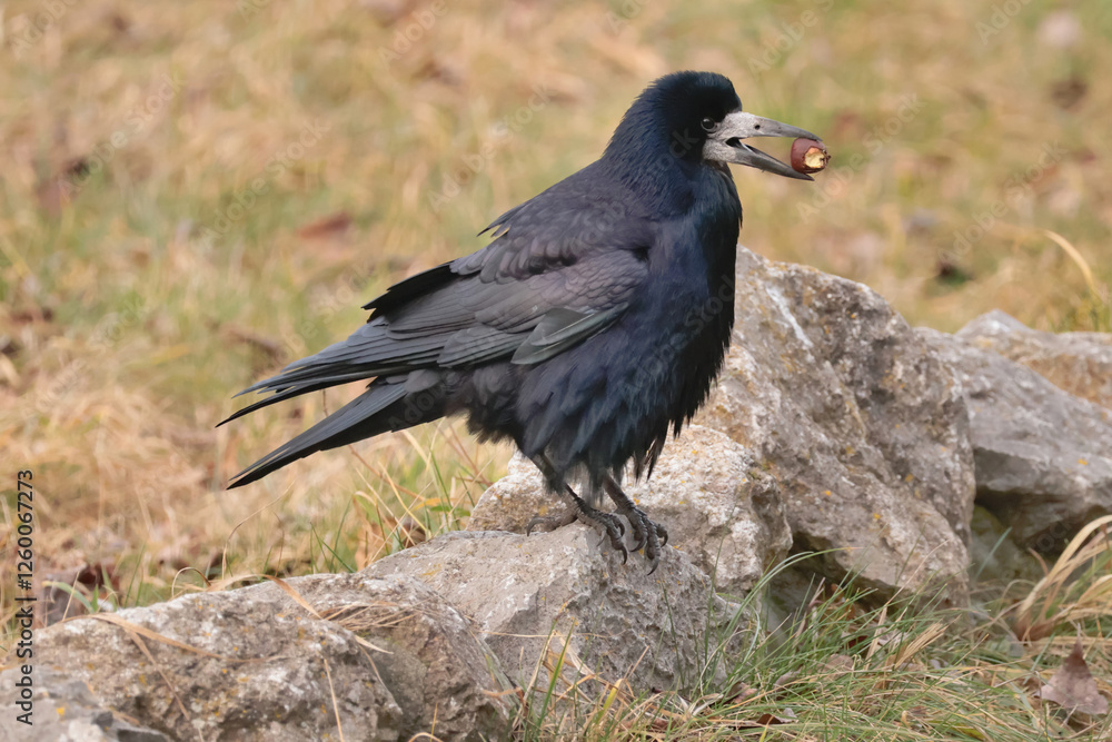 Rooks like grubs, but this one found something bigger to eat. Rooks like grubs, but this one found something bigger to eat.
