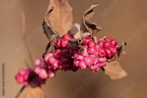 Obraz na płótnie Symphoricarpos orbiculatus w salonie