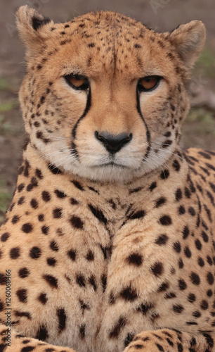 Obraz na płótnie portrait of a cheetah w salonie