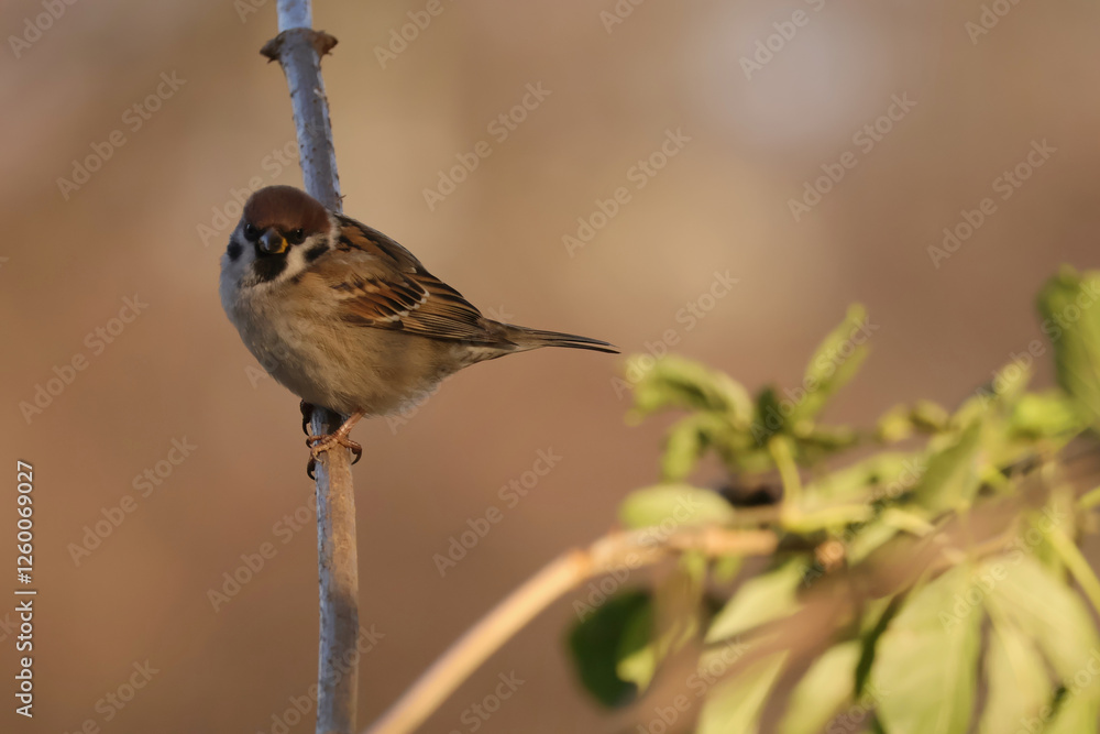 Passer montanus. Eurasian tree sparrow