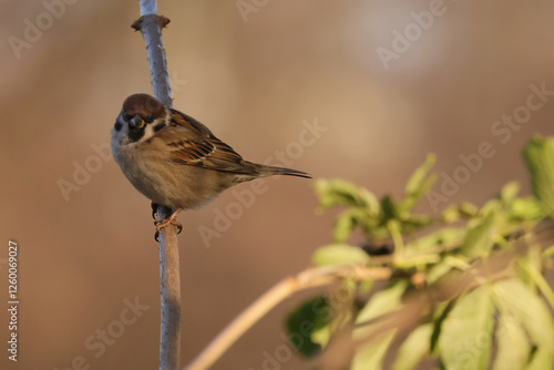 Obraz na płótnie Passer montanus. Eurasian tree sparrow w salonie