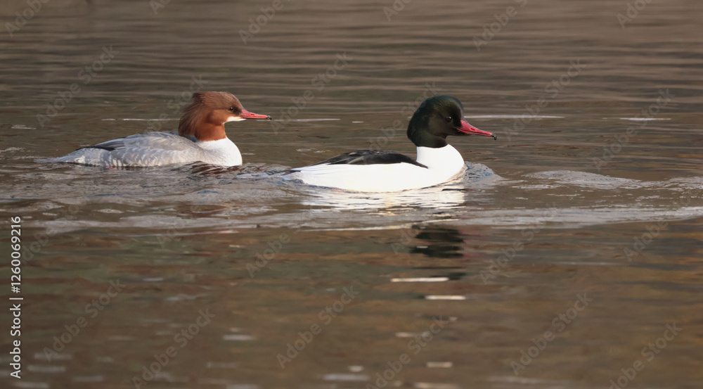 Common merganser. Mergus merganser