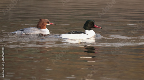 Obraz na płótnie Common merganser. Mergus merganser w salonie