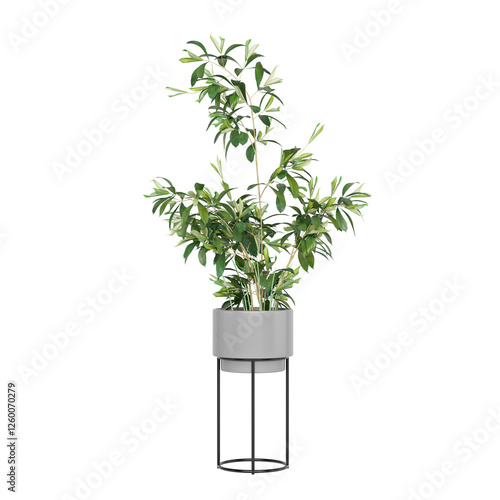 Fotografi Free PNG 3d illustration of Dracaena-surculosa-Punctulata 3 tree frontal isolate