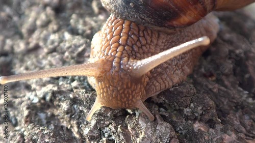 A grape snail crawls along a tree branch.