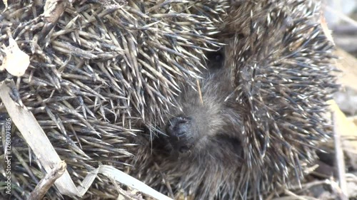 Close up of a very cute, wild, native, European hedgehog