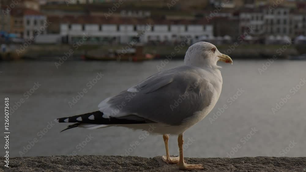 Closeup Of Seagull Standing On The Concrete Wall. Closeup Of Seagull Standing On The Concrete Wall.