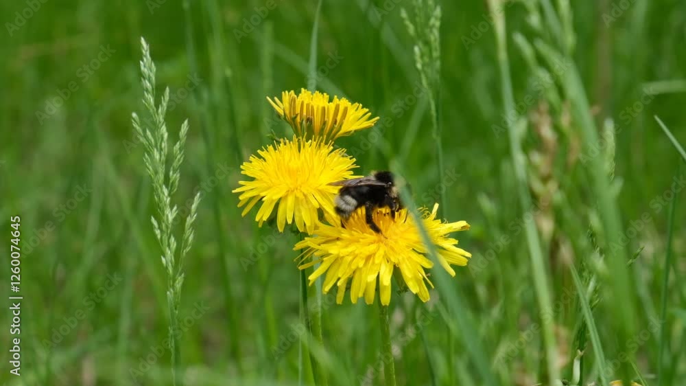 Yellow dandelion flowers and big bumblebee, close up. Summer nature, pasture. Tranquility scene Yellow dandelion flowers and big bumblebee, close up. Summer nature, pasture. Tranquility scene