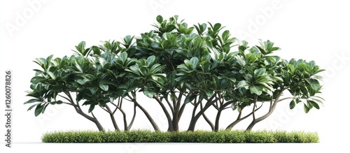 Lush green tropical shrub with broad leaves, positioned centrally against a white background, surrounded by grass for a vibrant jungle aesthetic.