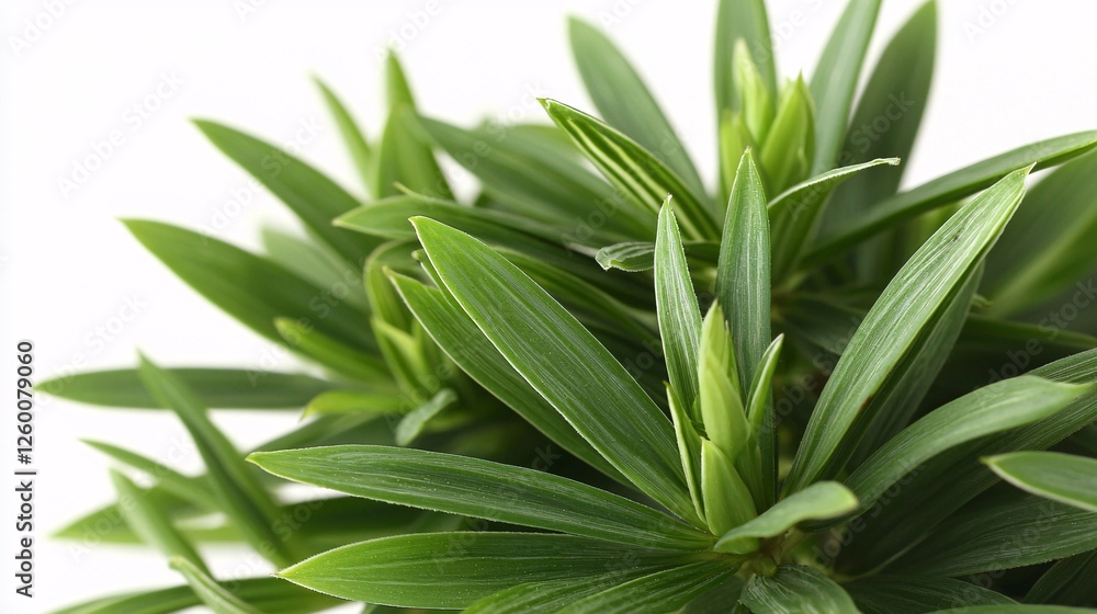 Obraz premium of Andrographis paniculata leaves, showcasing their serrated edges, textured surface, and vibrant green color, isolated on a white background. Andrographis paniculata, plant, flower, leaves,