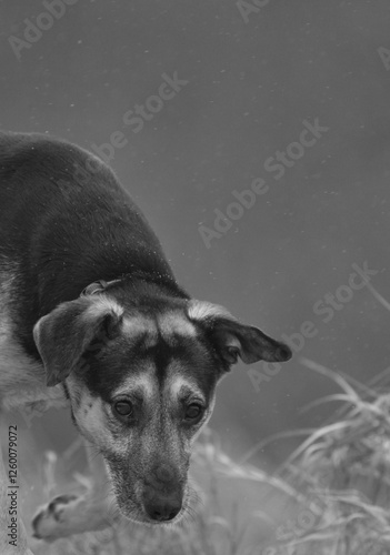 Obraz na płótnie portrait of a black dog w salonie