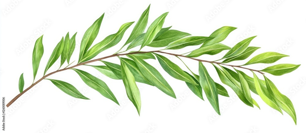 Naklejka premium Fresh green elm tree leaves on a long branch, positioned diagonally from the bottom left to the top right against a clean white background.