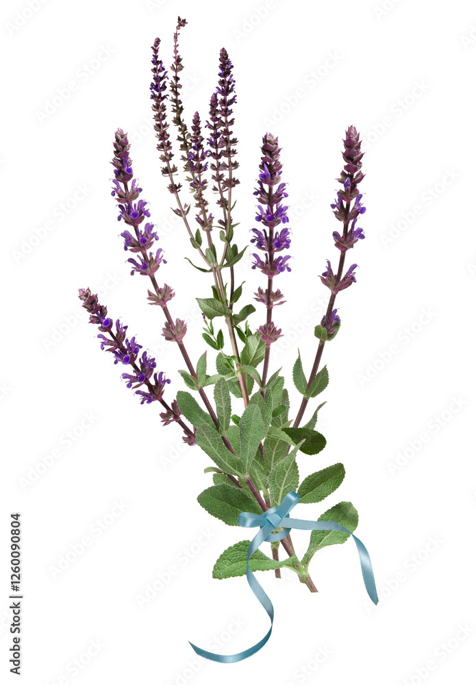 Naklejka premium Sage flowers on stems with green leaves collected in bunch with blue ribbon and isolated on white background
