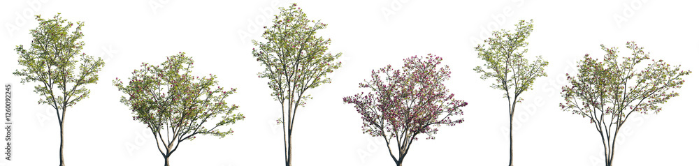Fototapeta premium Magnolia liliiflora flowering China and Japan tree isolated png on a transparent background premium realistic cutout (Mulan magnolia, purple, red, lily magnolia, tulip magnolia and woody-orchid)