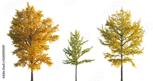 Fototapeta Naklejka Na Ścianę i Meble -  Ginkgo biloba trees isolated png in sunset lighting on a transparent background premium realistic cutout (maidenhair tree, ginkgo or gingko) 