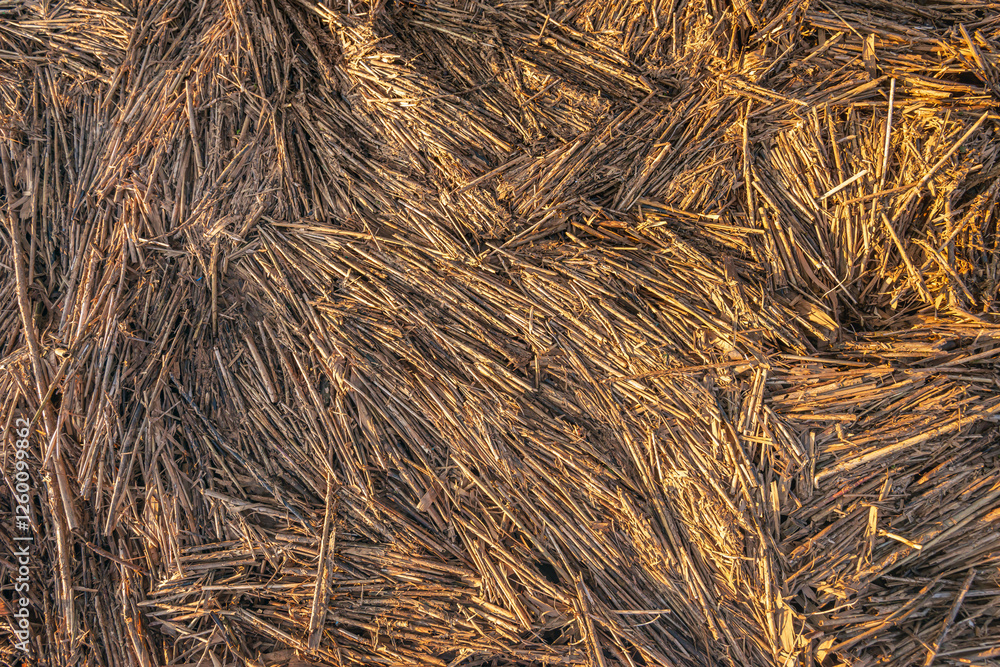 Broken dead reed stems on the bank of a river. The full-frame photo was taken at the end of a day in the Dutch winter season when the sun was already low in the sky.