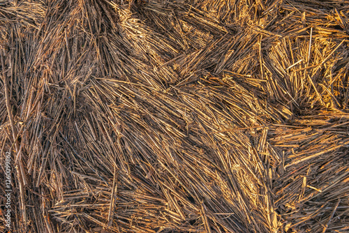Obraz na płótnie Broken dead reed stems on the bank of a river. The full-frame photo was taken at the end of a day in the Dutch winter season when the sun was already low in the sky. w salonie