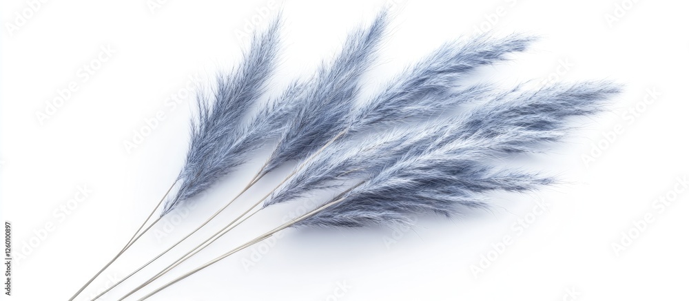 Obraz premium Dried blue lagurus grass arranged in a flat lay on a white background showcasing soft fluffy textures with natural elegance.