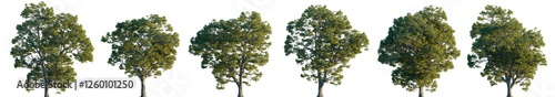 Castanea sativa big wide tree collection isolated png on a transparent background premium realistic cutout (European, Spanish, Sweet chestnut)