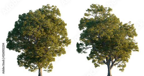 Photos Castanea sativa big wide tree isolated png on a transparent background premium r