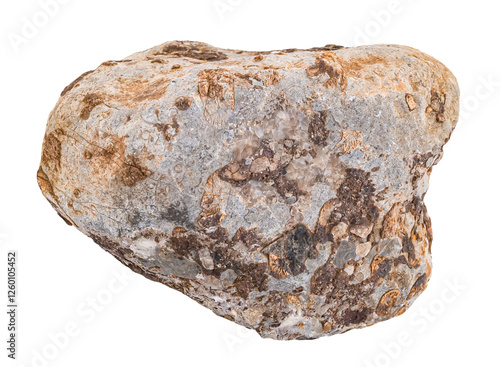 Limestone rock with fossils. Stone specimen. Sedimentary rock