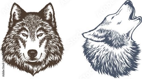vector illustration of a wolf