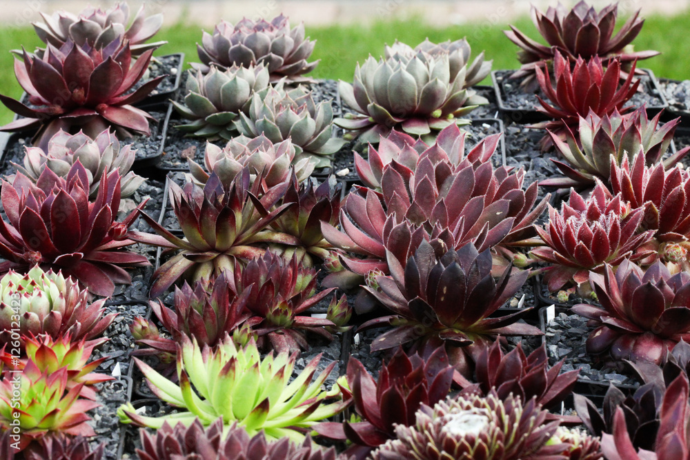 Obraz premium Colourful pots of the succulent Sempervivum Hen and Chicks plant in bright sunshine in the rock garden, closeup. 