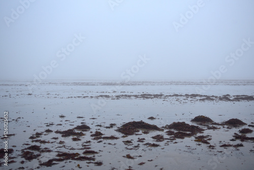 Saint-Malo en hiver, plage du Sillon, algues et brouillard photo