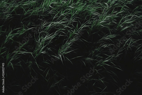 Dark green rough grass texture on a black background with coarse blades and deep shadows photo