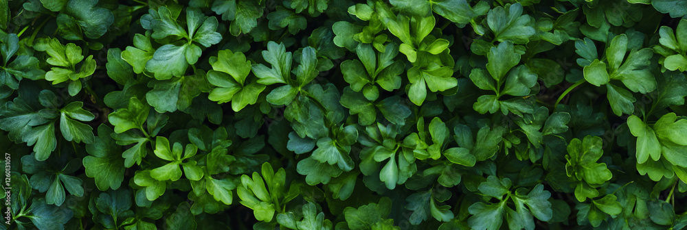 Dense green turf texture with uniform height and smooth surface from a top view Dense green turf texture with uniform height and smooth surface from a top view