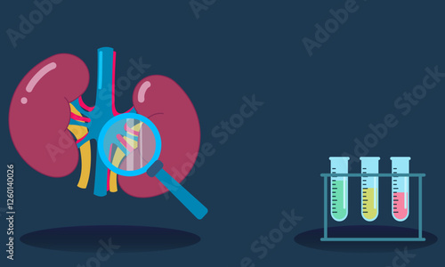 Observing kidneys with magnifying glass and test tubes: healthcare and medical research