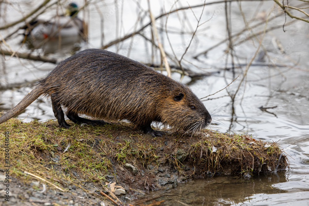 A nutria or coypu (Myocastor coypus) stands on the bank of a pond A nutria or coypu (Myocastor coypus) stands on the bank of a pond