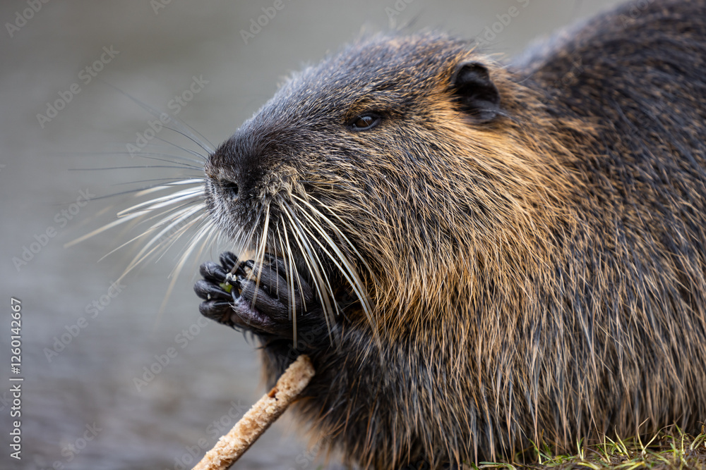 A nutria or coypu (Myocastor coypus) nibbles on a slice of bread on the bank of a pond A nutria or coypu (Myocastor coypus) nibbles on a slice of bread on the bank of a pond