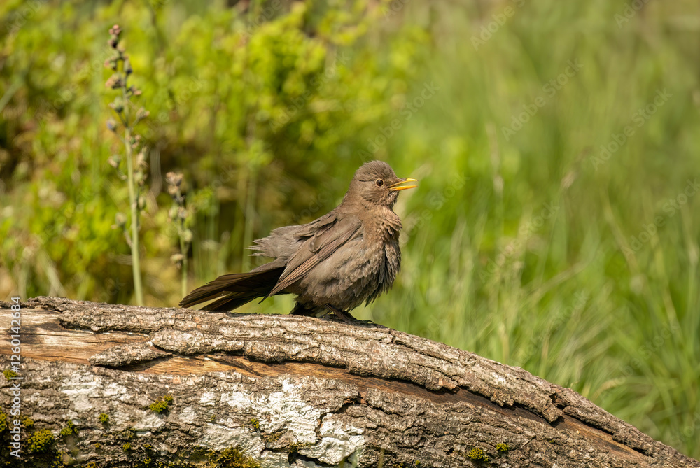 Blackbird, female, close up in forest in the uk Blackbird, female, close up in forest in the uk