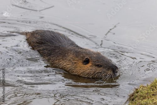 A nutria or coypu (Myocastor coypus) swims in a half-frozen pond