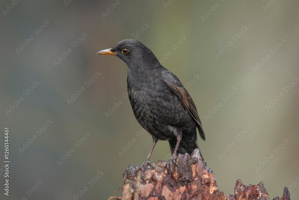 Blackbird, female,
